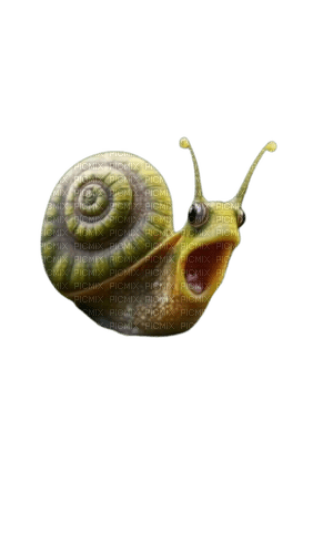 escargot (cagouille) - PNG gratuit