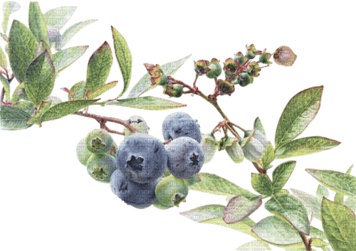 blueberries Bb2 - png grátis
