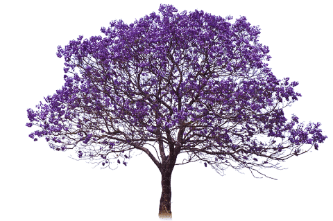 Arbre.Tree.Spring.Violet.Victoriabea - ingyenes png