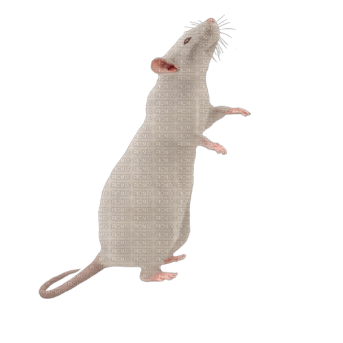 Nina mouse - png grátis