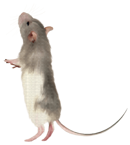 Kaz_Creations Rat-Mouse - PNG gratuit