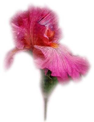 cecily-fleur lys rose - PNG gratuit