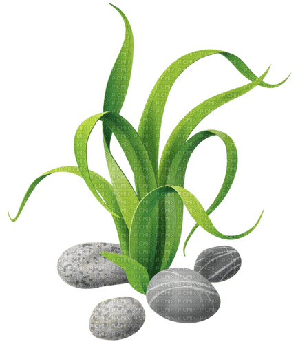 PLANT/STONES - Free PNG