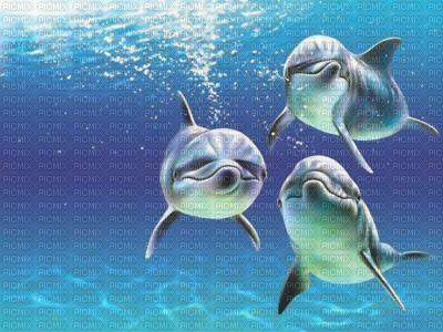 dauphins - nemokama png
