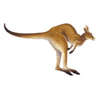kangaroo - Free PNG