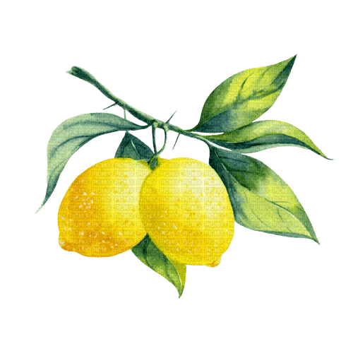 kikkapink lemon fruit deco png - ücretsiz png