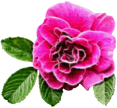 Pink Rose - zdarma png