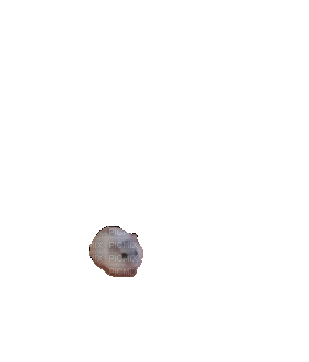 running hamster - 無料のアニメーション GIF