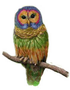 owl katrin - бесплатно png