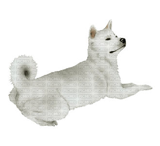 Atika Inu Hatchi de Dogzer - png gratis