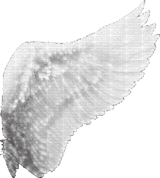 VanessaVallo _crea- white angel wing gif - Zdarma animovaný GIF