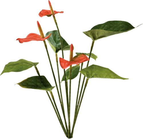 Flores Anturios - ücretsiz png