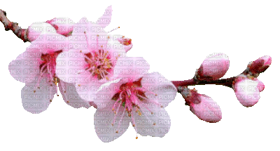 Y.A.M._Summer Flowers Decor - Δωρεάν κινούμενο GIF