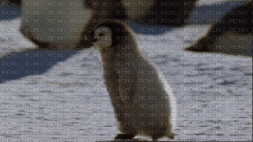 pingouin - Nemokamas animacinis gif