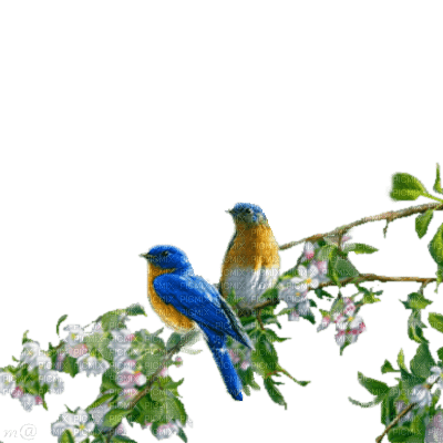 bird- on the branch - безплатен png