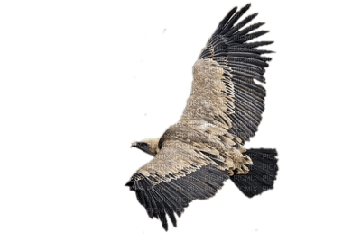 cuervo - Free PNG