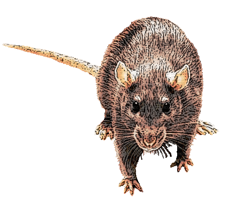 rat - Gratis geanimeerde GIF