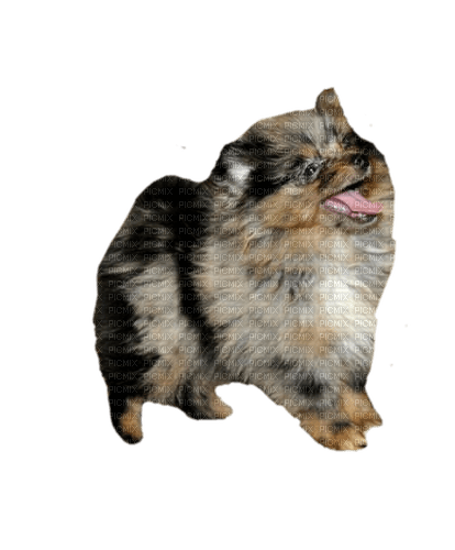 Pomeranian puppy - PNG gratuit