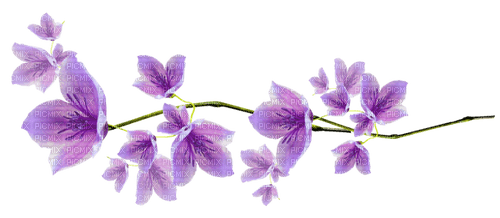 Flowers.Purple - zadarmo png