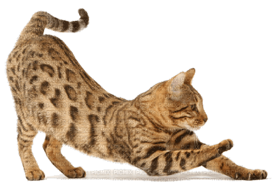 chat bengal - kostenlos png