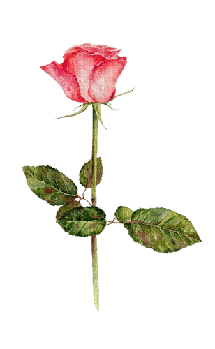 rose Bb2 - png grátis