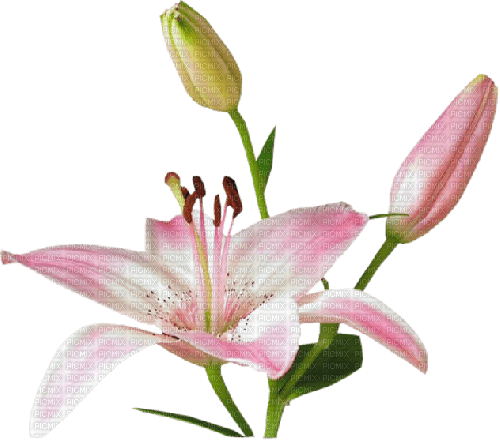 dolceluna pink flower - nemokama png