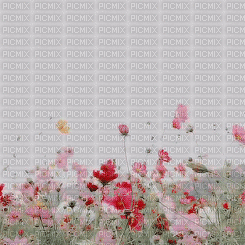Background Flowers - GIF animasi gratis