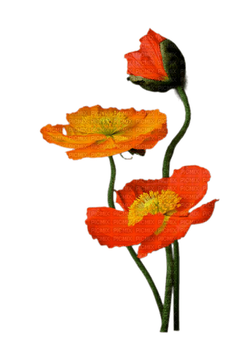 Fleurs.orange.Flowers.Victoriabea - gratis png