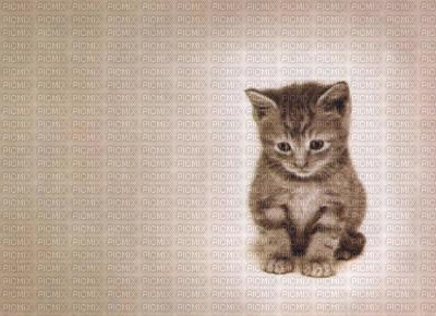 chaton adorable - ilmainen png