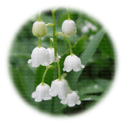 LILY OF THE VALLEY MUGUET - Free PNG