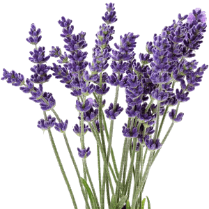 Lavender3 - 免费PNG
