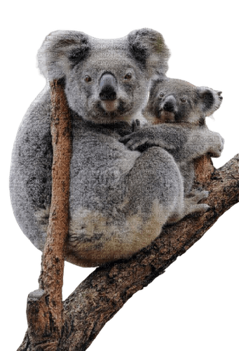 koala - nemokama png