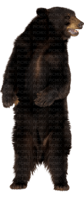 bear - PNG gratuit