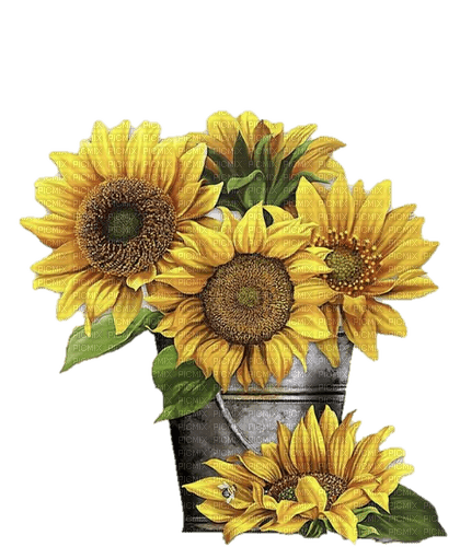sunflowers - png gratis