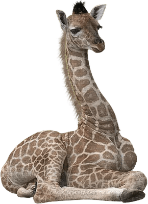 aze girafe - darmowe png