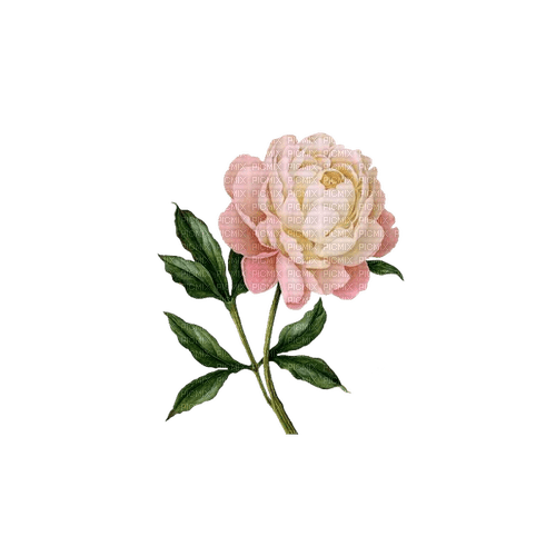 kikkapink deco scrap pink rose flower - ingyenes png