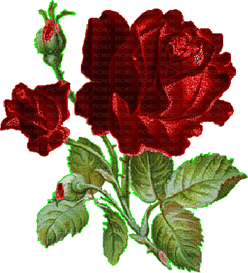 Rose rouge.Cheyenne63 - Free animated GIF