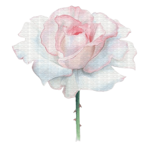 watercolor rose Bb2 - png gratuito
