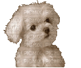 cão - GIF animado grátis