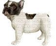 chien-dogzer - GIF animasi gratis
