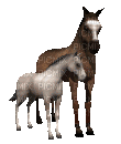 horsessss - GIF animé gratuit