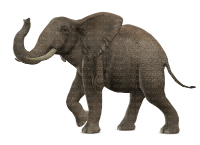 Kaz_Creations Elephants Elephant - 無料png