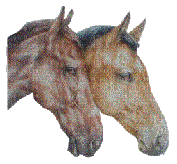 chevaux - Besplatni animirani GIF