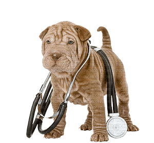 Veterinary clinic bp - zdarma png
