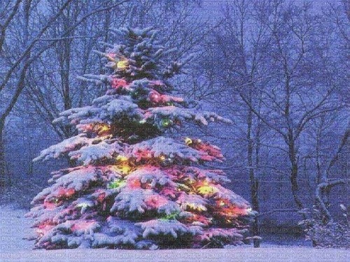 christmas tree - zdarma png