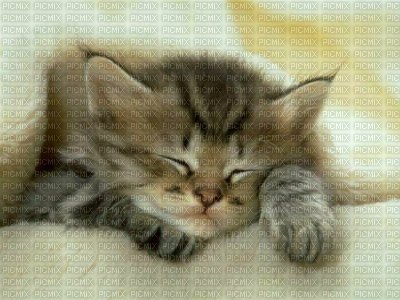chat endormi - png grátis