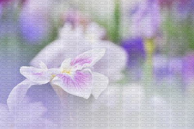 Kaz_Creations Deco  Flowers Backgrounds Background Colours - 免费PNG