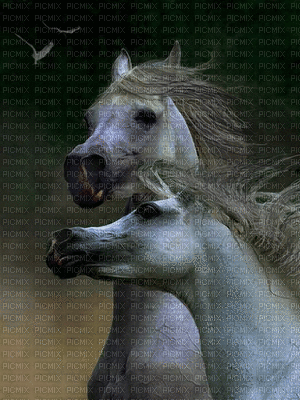 fond horse. horses bp - Nemokamas animacinis gif
