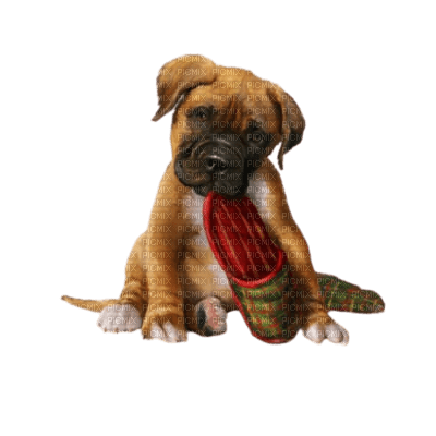 Dog Puppy Chien Slipper - ilmainen png