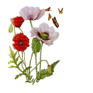 FLOWERS - Besplatni animirani GIF